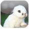 Supper Bunny